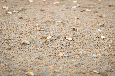 fiddler crabの写真素材