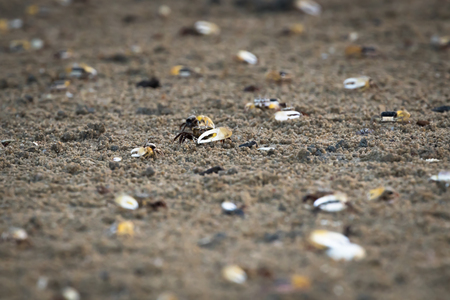 fiddler crabの写真素材