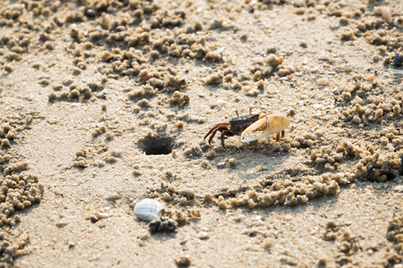fiddler crabの写真素材