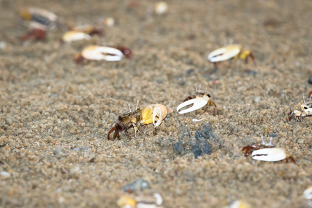 fiddler crabの写真素材
