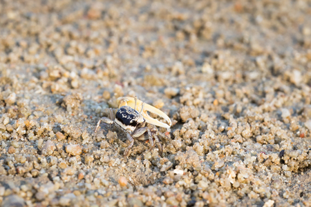 fiddler crabの写真素材