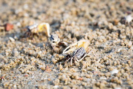 fiddler crabの写真素材