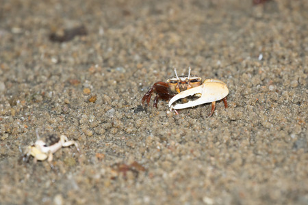 fiddler crabの写真素材