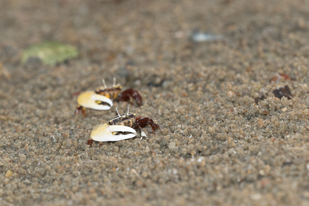 fiddler crabの写真素材