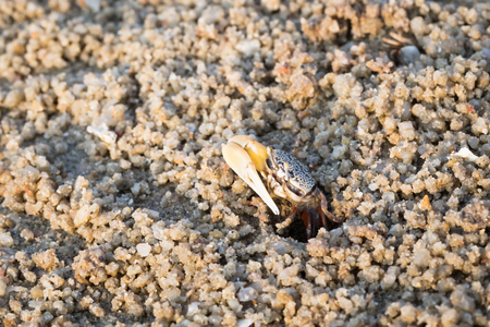 fiddler crabの写真素材