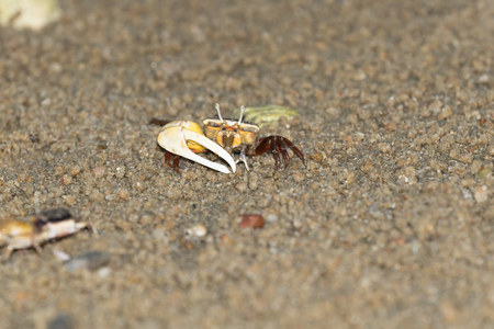 fiddler crabの写真素材