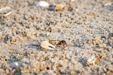 fiddler crabの写真素材