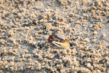 fiddler crabの写真素材