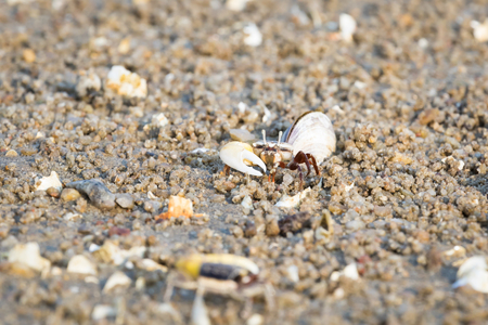 fiddler crabの写真素材