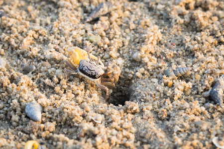 fiddler crabの写真素材