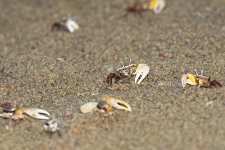 fiddler crabの写真素材