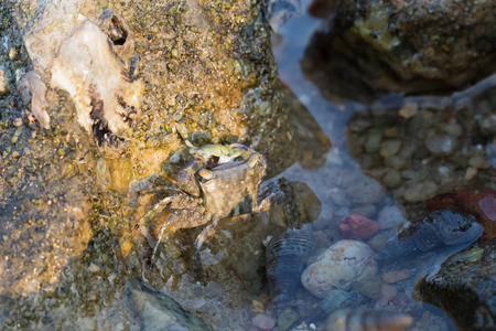 sea crab close up viewの写真素材
