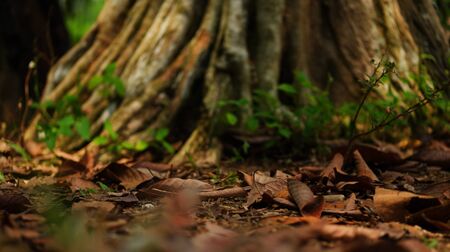 Dried brown leaves under an old treeの写真素材