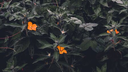 Tropical leaves background. Vintage natural texture wallpaper. Cinematic look of nature.の写真素材