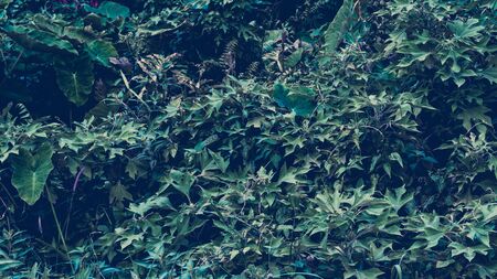Tropical leaves background. Vintage natural texture wallpaper. Cinematic look of nature.