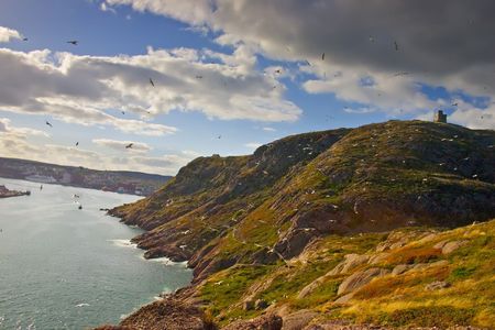 Birds swarming around Signal Hill in Saint John's Newfoundland, Canada