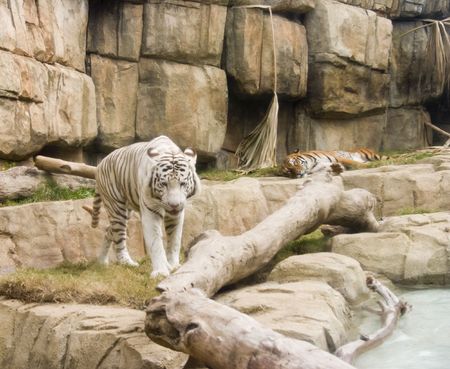 white tiger in captivity walking towards cameraの写真素材