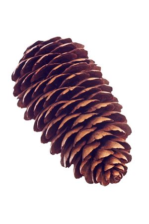 pine cone isolated on white background