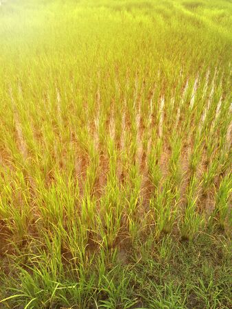 Green rice fields With the sun shining light before sunset.の写真素材