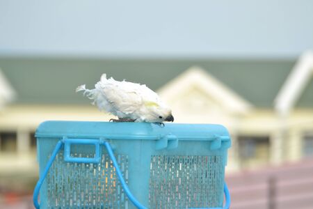White parrot, trying to eat some