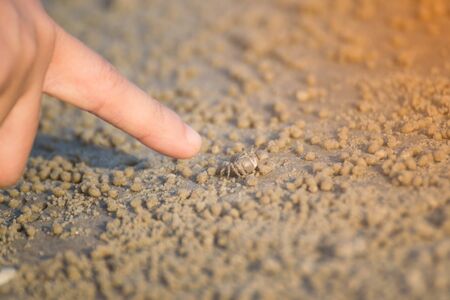 Small crab on the sand of the seaの写真素材