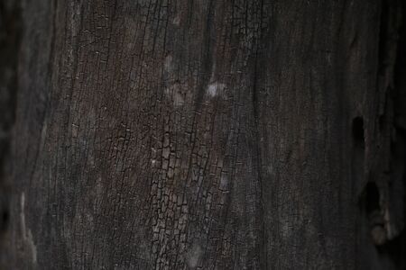 Pattern of dark brown bark