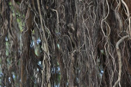 Roots hanging from a treeの写真素材