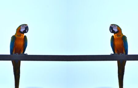 Parrots, macaws, blue sea.の写真素材