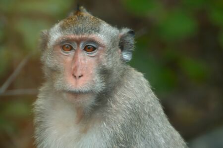 Monkey in the jungle
