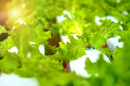 Hydroponic vegetable garden in the afternoonの写真素材