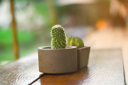 Cactus in a pot on the table in the garden lime light with light from the sunの写真素材