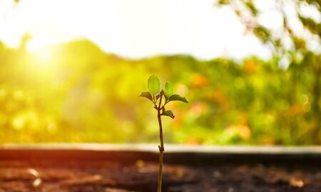 A small tree in the forestの写真素材