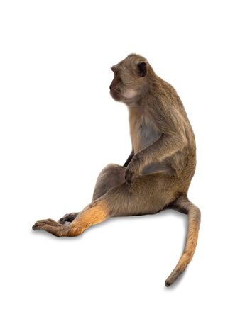 monkey on a white background