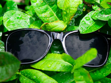 Black sunglasses On the green leafの写真素材