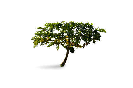 Carica papaya on a white background, The raw fruit is green.When cooked,the meat will turn yellow to orange. It is popular to be eaten both fresh and used for cooking,such as papaya saladの写真素材