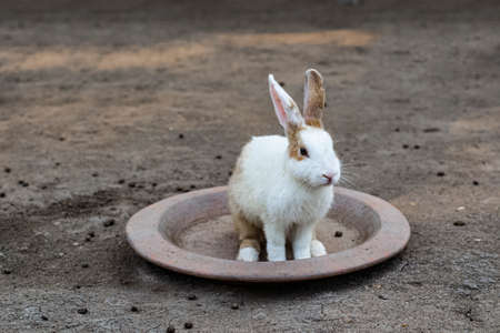 A white rabbit sitting on a clay plate