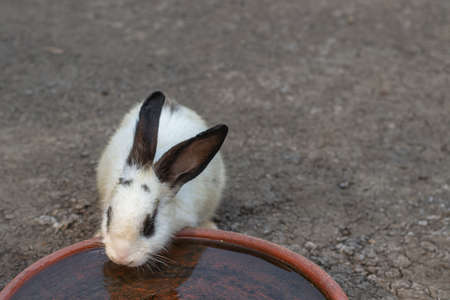 The white rabbit is drinking from A water container made of terracottaの写真素材