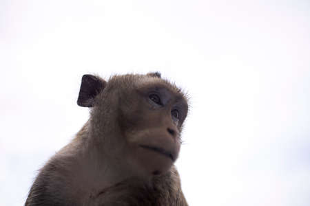 brown fur monkey On a gray background, monkey or primate is the common name for animals in the spinal phylum. mammal class Ranked in the ranks of monkeys human like behaviorの写真素材