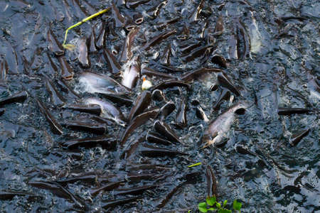 Lots of catfish in the canal float up to grab food from people who come to make merit and provide...