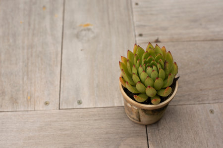 small green cactus in old plastic pots placed on a brown wooden tableの写真素材