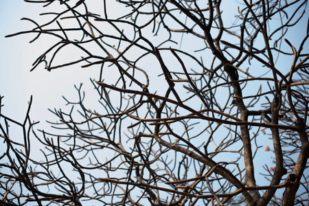 Frangipani tree with no flowers, no leaves, only stems, tall, behind the clear skyの写真素材