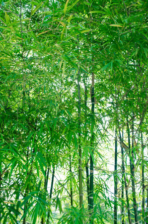 Green bamboo backgroundの写真素材