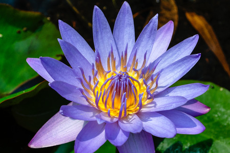 Purple lotus and yellow pollenの写真素材
