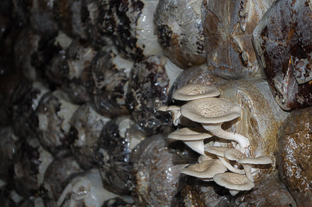 mushroom Cultivationの写真素材