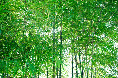 Green bamboo backgroundの写真素材