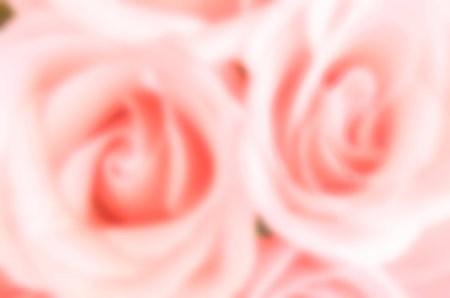 blur rose backgroundの写真素材