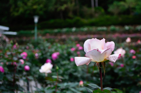 Pink roses in roses gardenの写真素材