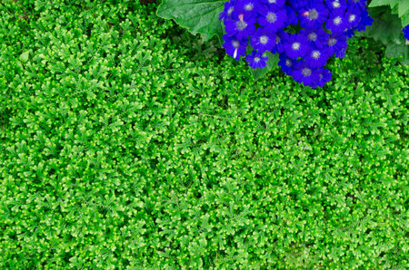 Grass and blue flower are backgroundの写真素材