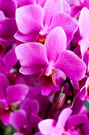 purple orchidの写真素材