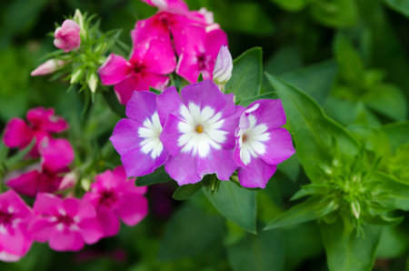 Purple flowers on pink flowers and green  backgroundの写真素材